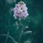 Flowers & Plants - Closeup of gentle blooming stonecress flower wit #4056561