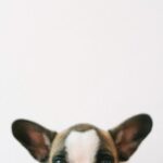Cute Pets - Adorable French Bulldog posing against plain whi #4587966