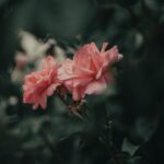 Flowers & Plants - Enchanting pink roses in a garden, captured with #4651079
