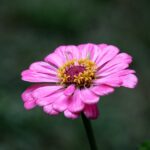 Flowers & Plants - Detailed macro shot of a vibrant pink zinnia flo #5181794