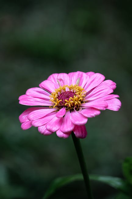 Flowers & Plants - Detailed macro shot of a vibrant pink zinnia flo #5181794