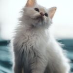 Cute Pets - A cute white kitten with fluffy fur sitting on a #6343208