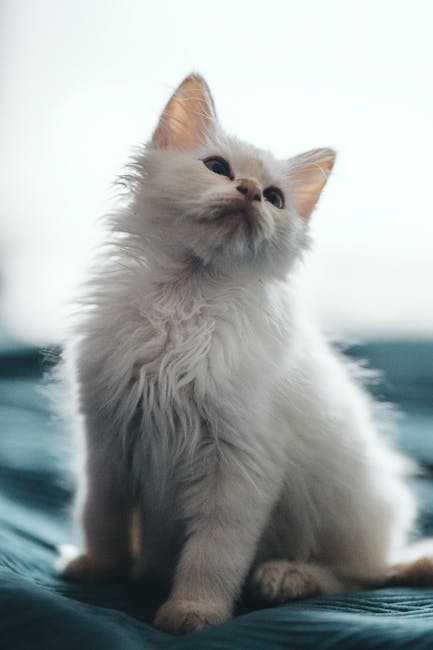 Cute Pets - A cute white kitten with fluffy fur sitting on a #6343208