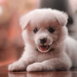 Cute Pets - Cute Japanese Spitz puppy lying on a shiny woode #7324080