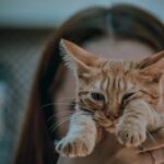 Cute Pets - A cute orange tabby kitten held by a woman, show #7891443